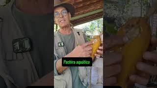 Sabia que dá pra comer Castanha do Maranhão [upl. by Zilevi]