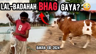 AIK GHANTA PECHA KIYA  HATH AYA  BAKRA EID 2024  DUSRA GHAR [upl. by Cynde]