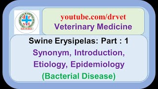 Swine Erysipelas Part 1 synonym introduction etiology epidemiology [upl. by Assenahs]