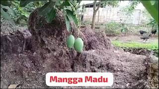 Budidaya Tanaman Buah Mangga Madu Asli [upl. by Renner100]