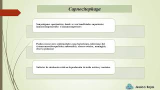 Anaerobios Facultativos  Capnocitophaga [upl. by Notsek970]