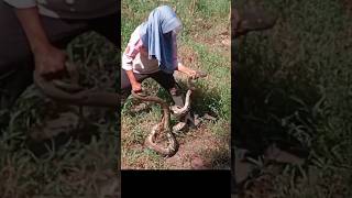 penangkapan ular python jadi tontonan warga [upl. by Suriaj921]