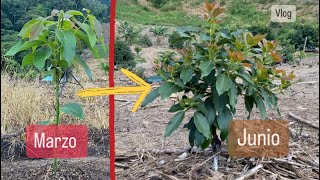 AVANCE EN PLANTAS DE 3 MESES  PALTA  AGUACATE  LOS YUNGASLA PAZBOLIVIA [upl. by Hpejsoj]