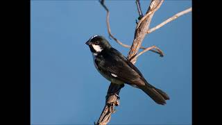 Sporophila Lineola Lined Seedeater [upl. by Atsyrk]