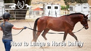 How to Lunge a Horse Safely [upl. by Joappa]