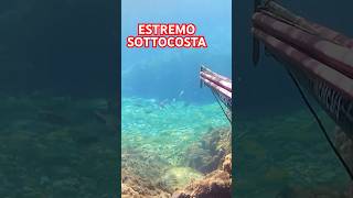 Pesca nel SOTTOCOSTA pescasub spearfishing pescasub pescasubmarina fishing [upl. by Sallad314]