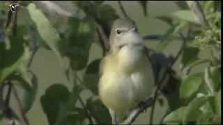 A Bells Vireo sings from a perch [upl. by Plerre]