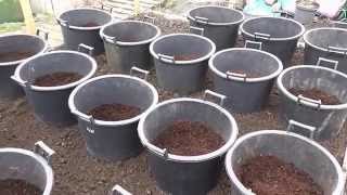 Allotment Diary  How I plant  grow my Container grown Potatoes [upl. by Alinoel393]