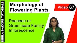 Morphology of Flowering Plants  NEET  Poaceae or Gramineae Family Inflorescence  Neela Bakore [upl. by Matilde880]