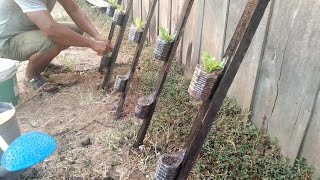 What is the yield of growing kale in this way [upl. by Will]