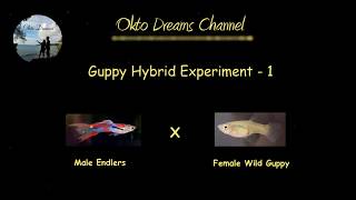 Experiment 1  Hybrid of Male endler with female wild type guppy [upl. by Elon]