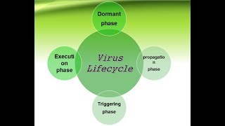 Virus Lifecycle [upl. by Leiruh256]