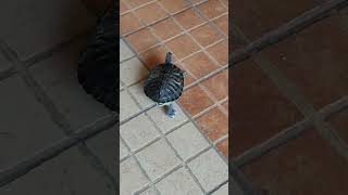 Tortoise tortoise toryoutube yt shorts [upl. by Nawotna]