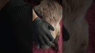 Massage cat catvideos cute cutecats shorts massage [upl. by Branscum]