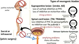 Neurogenic bladder and Micturition reflex [upl. by Ahswat783]