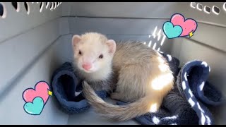 Taking My Ferret To The Vet during a pandemic [upl. by Nnoj]