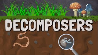 What are Decomposers in a Food Chain [upl. by Ikila466]