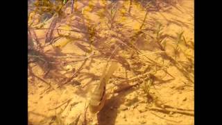 Cichlids live  Bujurquina vittata Paraguay rio Aguaray Guazo [upl. by Katt]