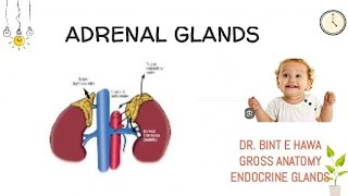 ADRENAL GLANDS ANATOMY COMPLETE ENDOCRINE MODULE Gross anatomy [upl. by Baillieu]