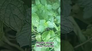 Mentha spicata mint pudina kishtwar morning homegarden beautiful india [upl. by Heinrick939]