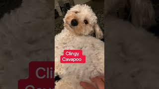 Clingy Cavapoo dog [upl. by Annavoig56]