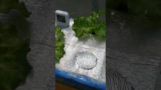 checkout my Hydroponically grown lettuce hydroponics kratkymethod thankyouforwatching [upl. by Ntisuj642]