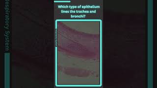 Histology Respiratory System Knowledge Q1 biology histology quiz [upl. by Esela509]