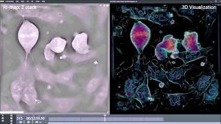 4 mESCs Mitosis synced up [upl. by Zillah]