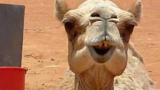 Funny Animal Behavior  Camel Chewing [upl. by Eecyaj]