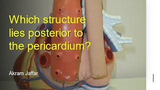 Which structure lies posterior to the pericardium [upl. by Akamaozu]