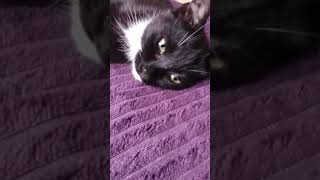 cats ❤️ to hug amp moonshadow ❤️s to roll over she often falls of the bed 💕😺😺 [upl. by Tammara]