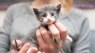 Rescuing an Emaciated Kitten Small Fry and her family [upl. by Ahtnicaj943]