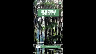 Experience Lake Bistineau State Park Hiking Trails and Kayaking Fun Campground Tour [upl. by Aikkan584]