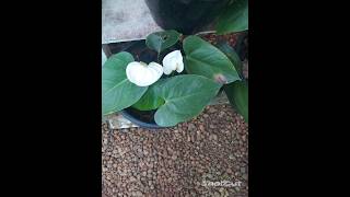 anthurium plants garden [upl. by Anawot296]