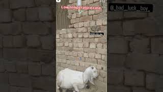 LOW TEMPERATURE CASE GOAT 🐐treatment temperature shorts service subscribe vet viralvideo [upl. by Haile]