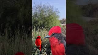 El Mosquero Cardenal shorts birds pajaros aves nature birdwatching [upl. by Ybrik277]