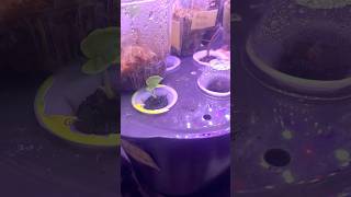 Growing Alocasia Corms in an Aerogarden houseplants plants hydroponics [upl. by Rask]