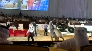 Loose stallion  Dubai International Arabian Horse Show 2012 [upl. by Lsil798]