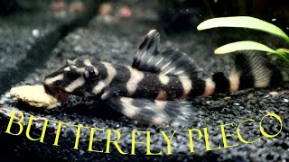 Butterfly pleco L168 [upl. by Milone]