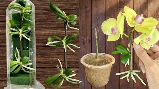 SYNTHETIC OF 2 Simple ways to propagate orchids at home [upl. by Carlstrom]