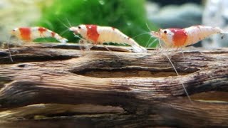 Explaining Caridina Shrimp Genetics Mischlings Golden Bee Crystal Red amp Blue Bolt Breeding [upl. by Niffirg]