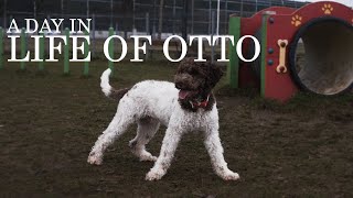 A day in life of Otto  Lagotto Romagnolo Puppy at the dog park [upl. by Rodney]