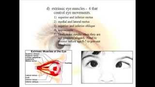 Special Senses  Vision  Anatomy  Part1 [upl. by Ebner]