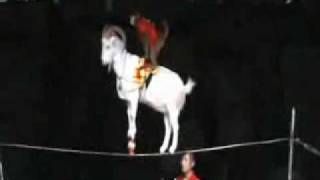 Incredible performing quotgoat amp monkey in Chinese Circus [upl. by Solitta664]