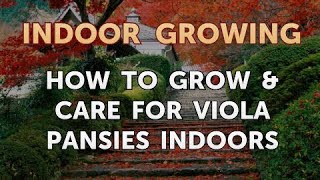 How to Grow amp Care for Viola Pansies Indoors [upl. by Ocsirf]