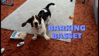 Happy Barking Basset  Sherlock the Basset [upl. by Zetra]