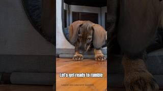 Leopold – mir ist so langweilig rauhaardackel dachshund ￼￼ [upl. by Mordecai]