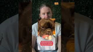 brachycephalic Dog Breathes For the First Time vet pethealth petcare veterinary [upl. by Matejka744]