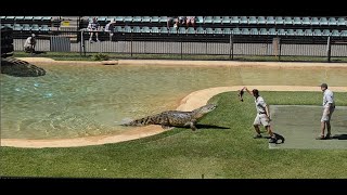 ✅ Worlds Largest Crocodile in Captivity Australia ZOO [upl. by Arlynne]