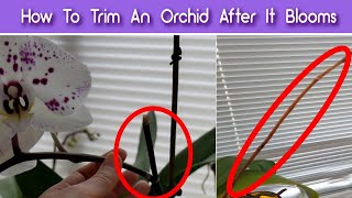 How To Prune Orchids After The Flowers Fall Off  Trim An Orchid After It Blooms [upl. by Bencion]